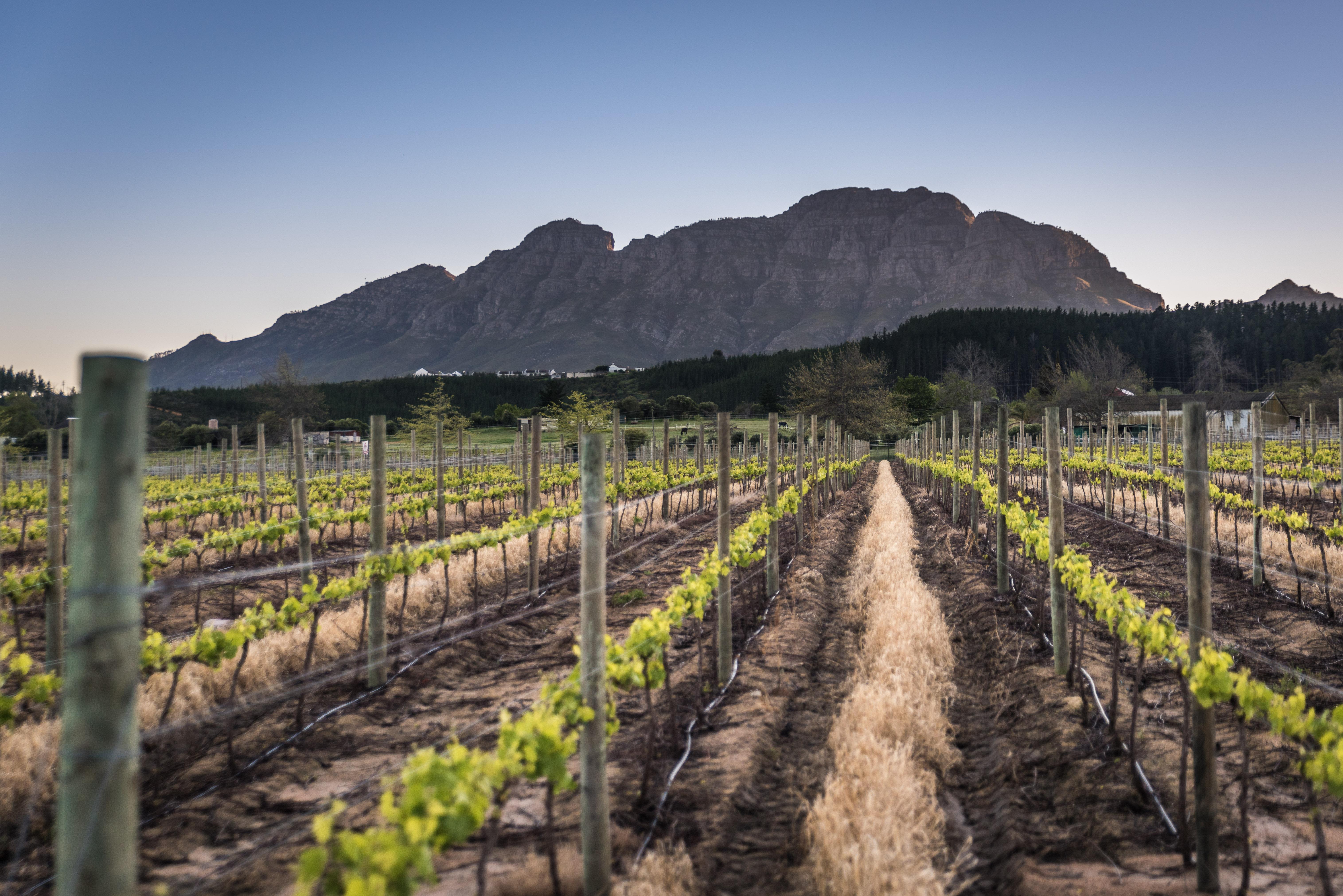 Lanzerac Hotel & Spa Stellenbosch Ngoại thất bức ảnh